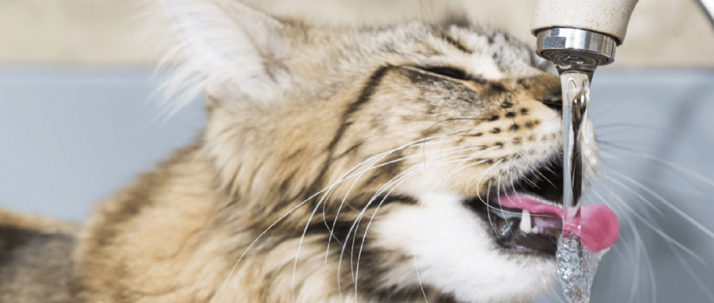acqua del mio gatto