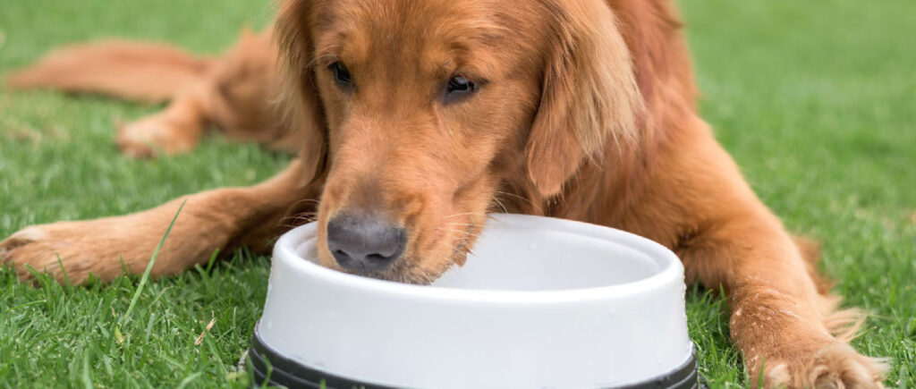 ACQUA PER IL MIO CANE